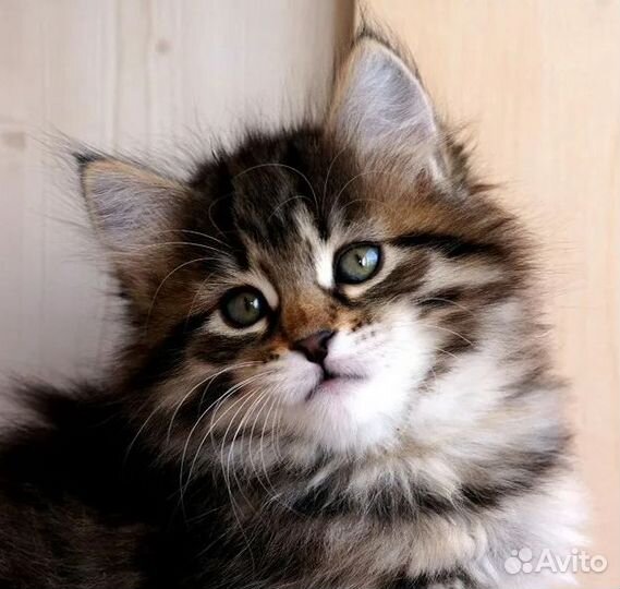 Сибирские котята, очень красивые