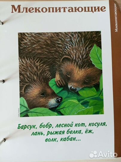 Журналы про лес