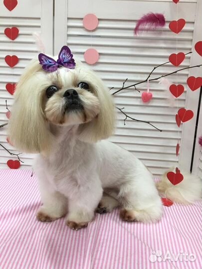 Профессиональная стрижка собак