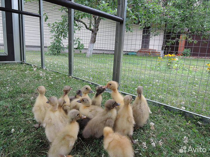 Выгул для птиц к курятнику мечта