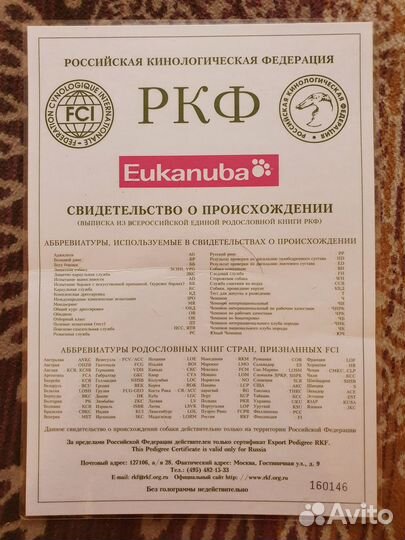 Вязка чихуахуа