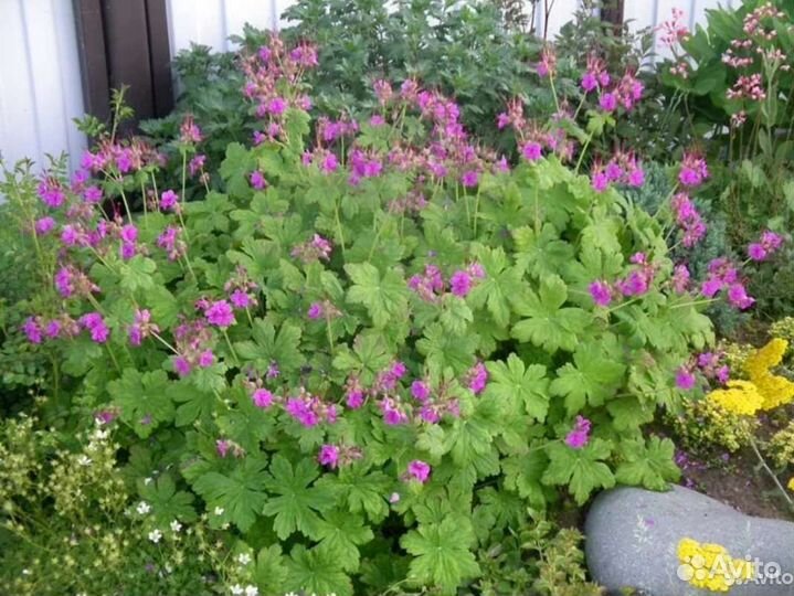 Пузыреплодник, стефанандра, спирея, барбарис