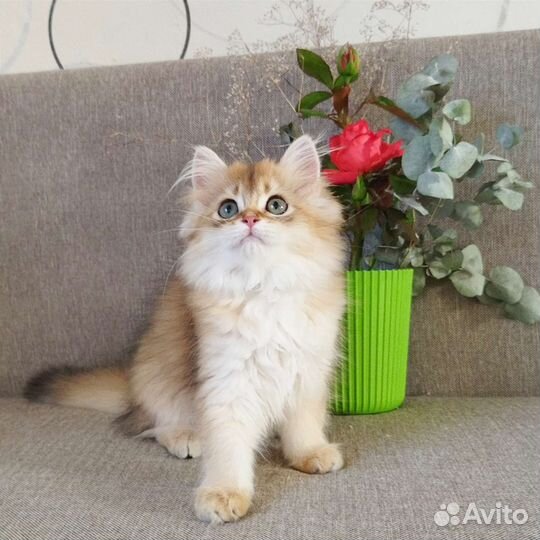 Кошечка хайленд