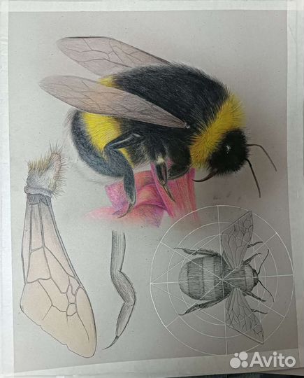 Рисунки, чертежи, картины на заказ