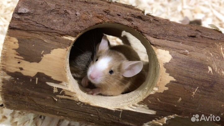 Декоративные мыши