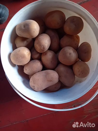 Продаю картофель крупный