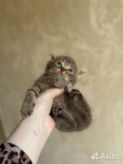 Шотландский котенок