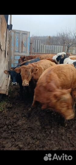 Бычки подсоса