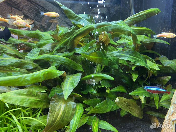 Аквариумные растения прополка