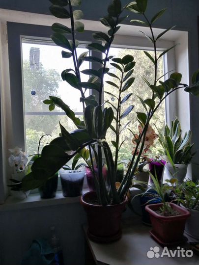 Замиокулькас и другие цветы