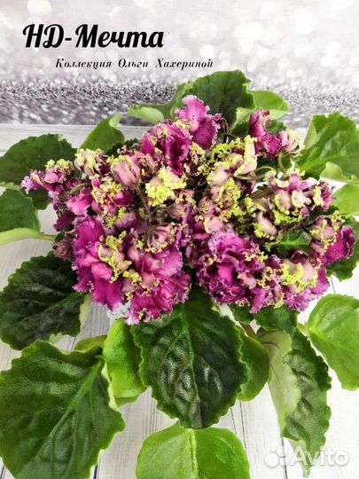 Детки сортовых фиалок