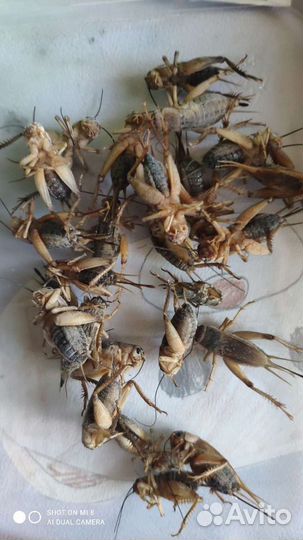 Натуральный корм для животных