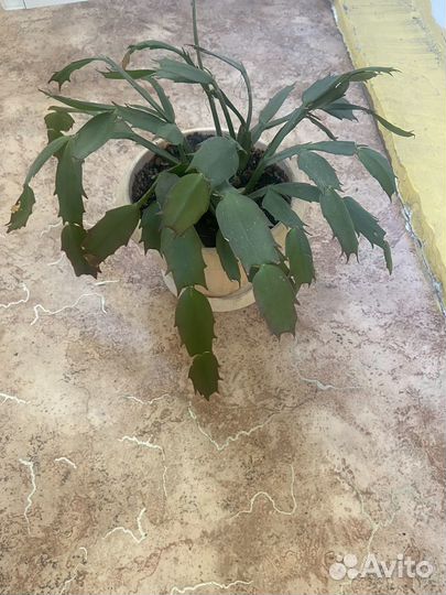 Комнатные цветы