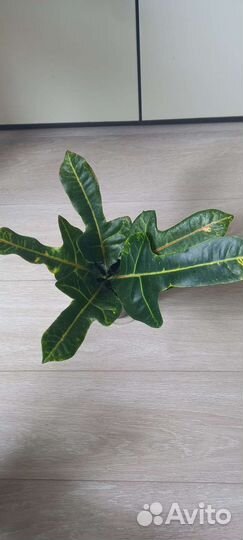 Кодиум кротон и глоксинья