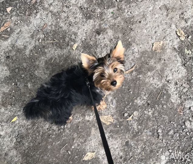 Йоркширский терьер