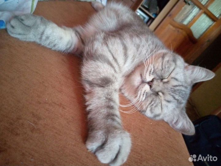 Кошка в добрые руки