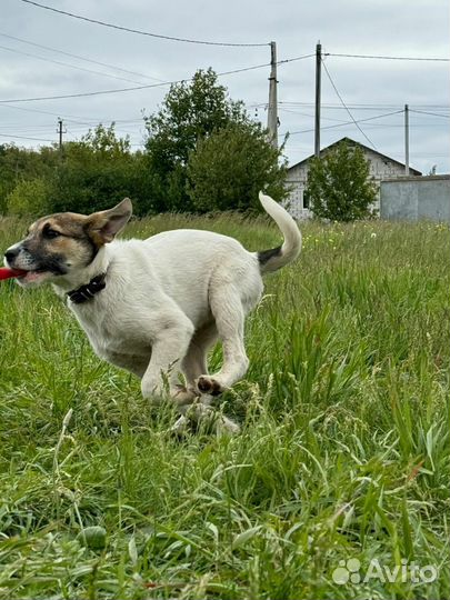 Отдам бесплатно щенки