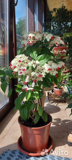 Клеродендрум Томпсона