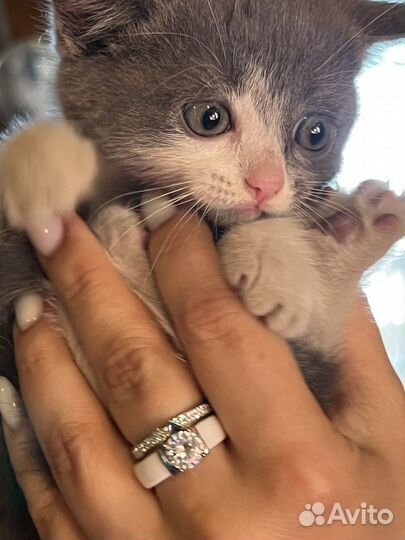 Британская кошка