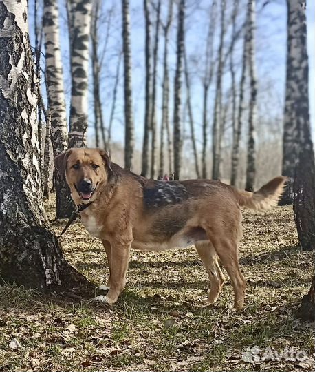 Среднеазиатская овчарка метис из приюта