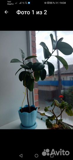 Фикусы разные