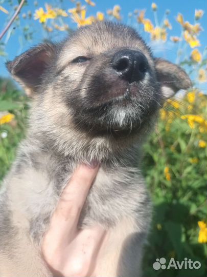 Щенок девочка 1.5 месяца