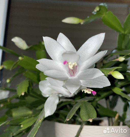 Декабрист шлюмбергера