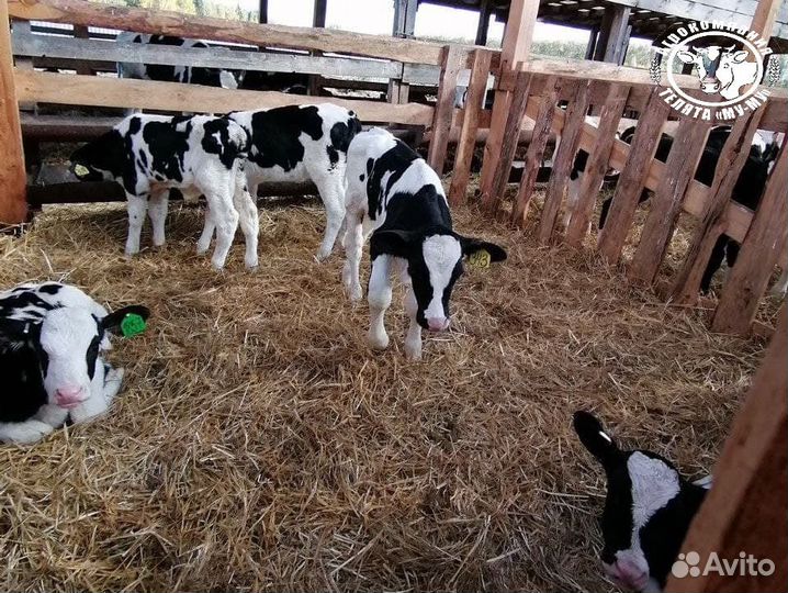 Бычки и телята