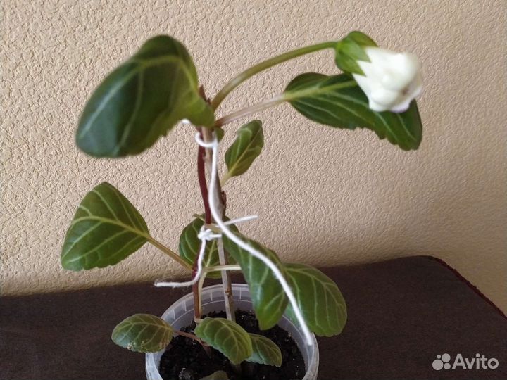 Глоксиния цветущая, белая