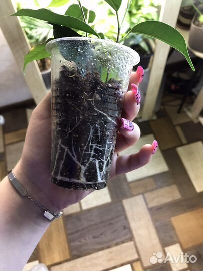 Фикус бенджамина Даниэль