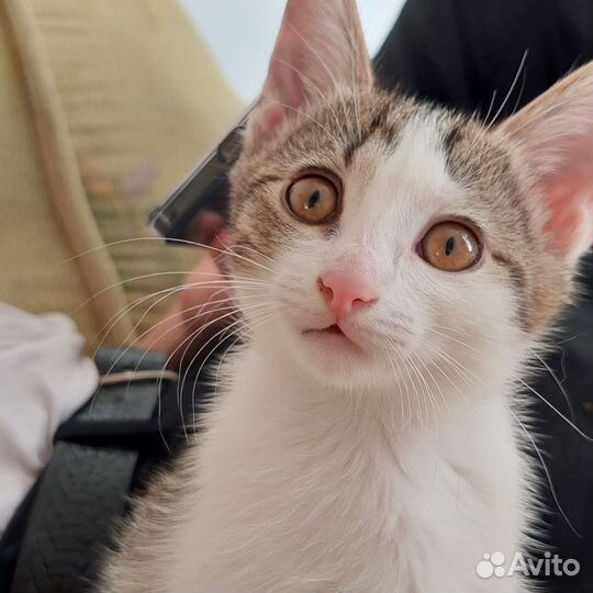 Котенок 2 месяца (девочка) в добрые руки