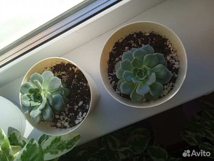 Комнатные растения, суккуленты,эхеверия
