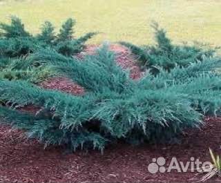 Можжевельник виргинский Грей Оул