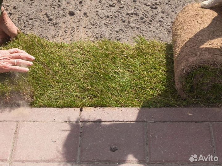 Рулонный газон