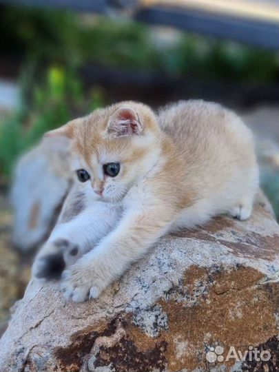 Шотландская золотая шиншилла девочка