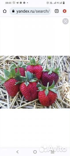Клубника 