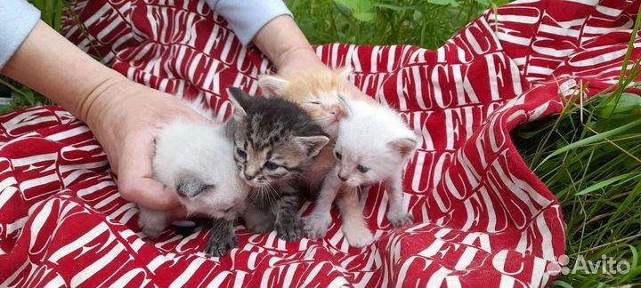 Котята в добрые руки