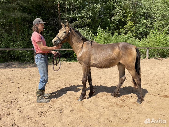 Райд пони (кобылка башкирской породы)