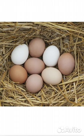 Домашние куриные яйца