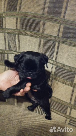 Щенки мопса