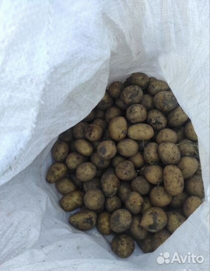 Картофель мелкий
