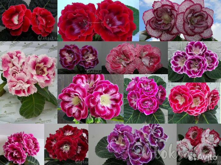 Глоксиния махровая семена