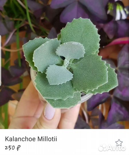 Кактусы и суккуленты