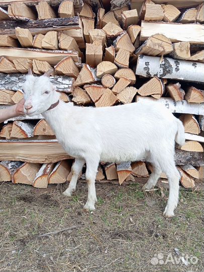 Козлята Ламанча