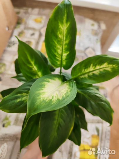 Диффенбахия