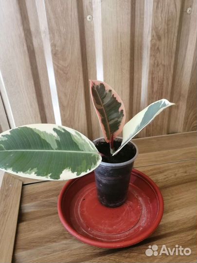 Фикус Белиз и фикус Тинеке