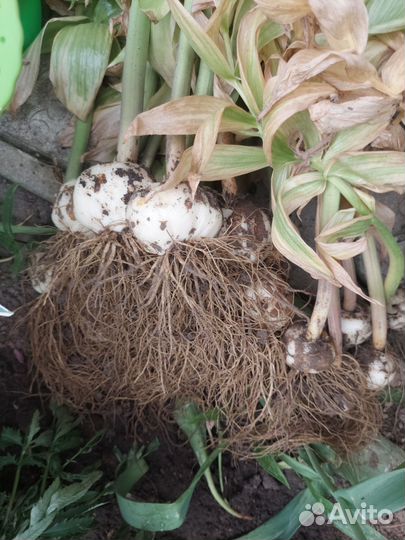 Рябчик императорский