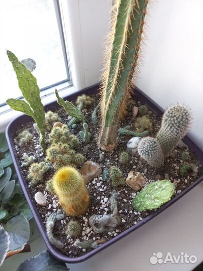 Большой вазон с разными кактусами