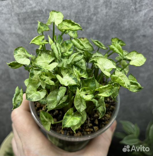 Сингониум angel baby (ангел беби)