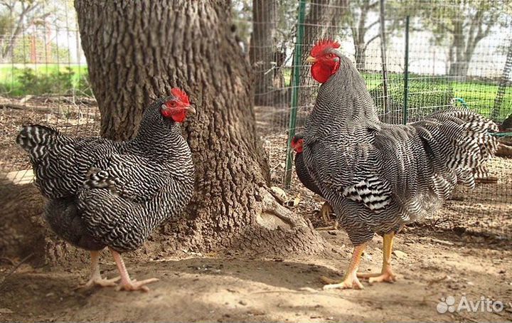 Инкубационное яйцо бройлера